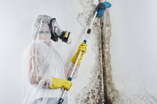 Best Toxic Mold Removal  in Dover Beaches North, NJ