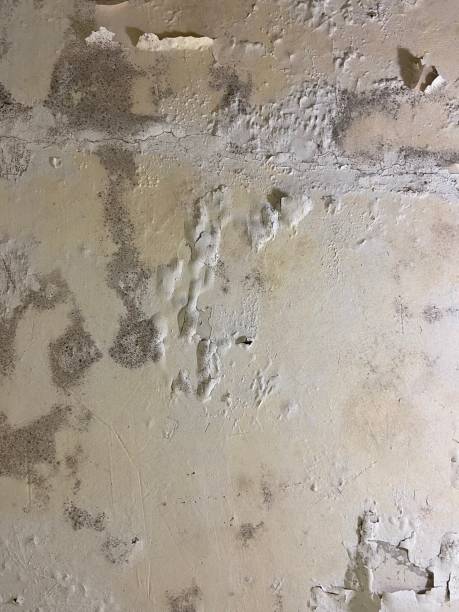 Best Black Mold Removal  in Dover Beaches North, NJ