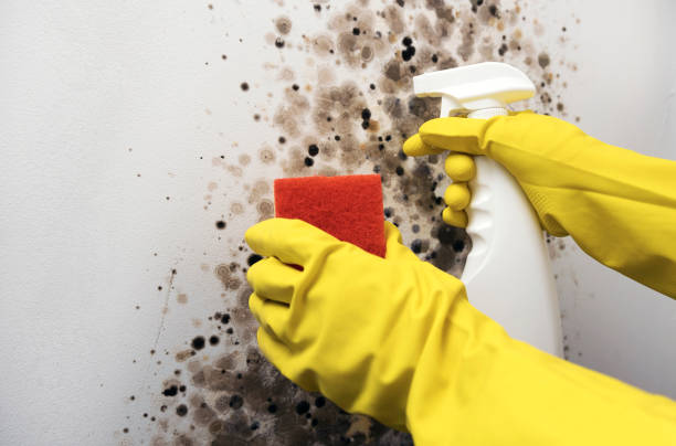 Best Mold Cleaning Services  in Dover Beaches North, NJ