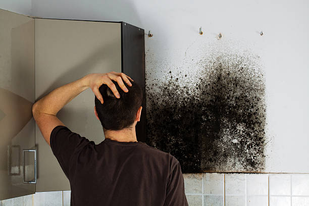 Best Residential Mold Removal  in Dover Beaches North, NJ