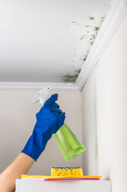 Dover Beaches North, NJ Mold Removal Company